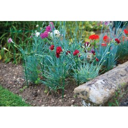 Support à 3 anneaux pour plante SILVERLINE 2